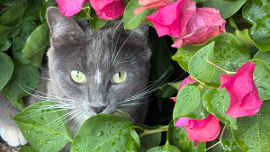 Lost Pet: Dot