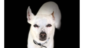 Lost Pet: Ringo
