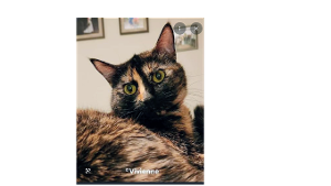 Lost Pet: Tort