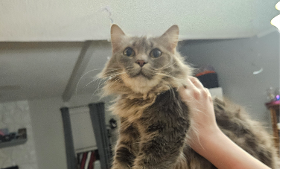 Lost Pet: Perry