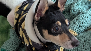 Lost Pet: Arlo Napoleon VonSpotbottom Snyder