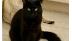 Lost Pet: MO