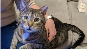Lost Pet: Chouffe