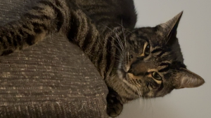 Lost Pet: Meatball