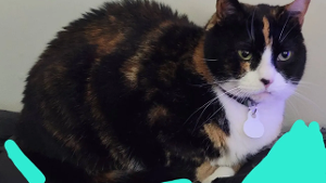 Lost Pet: Stella