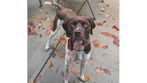 Lost Pet: Ranger