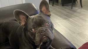 Lost Pet: Bowser