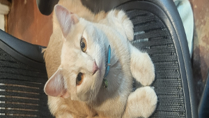 Lost Pet: Max