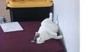 Lost Pet: Mimi