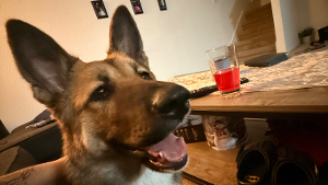 Lost Pet: Nova