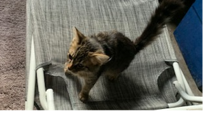 Lost Pet: Bella/Fluffy