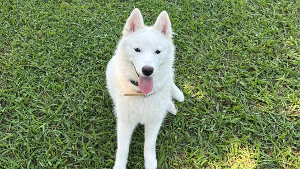 Lost Pet: Zola