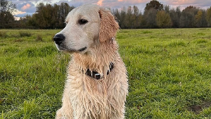 Lost Pet: Cedar