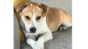 Lost Pet: Rosa