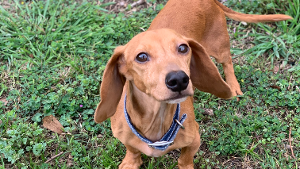 Lost Pet: Jedd