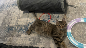 Lost Pet: DRACO