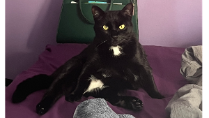 Lost Pet: WEEZY