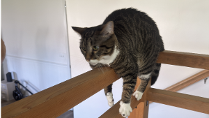 Lost Pet: Mishi Solano