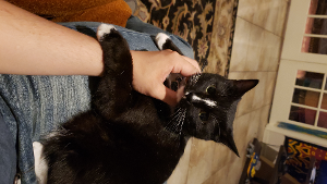 Lost Pet: Oz