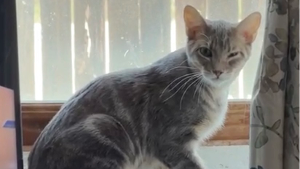 Lost Pet: Kaleel