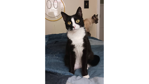 Lost Pet: Junior