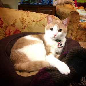 Lost Pet: Deuce