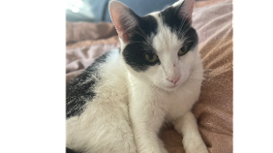 Lost Pet: Tule