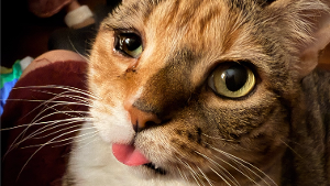 Lost Pet: Zoya