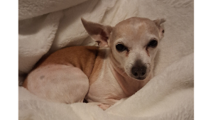 Lost Pet: Sparky
