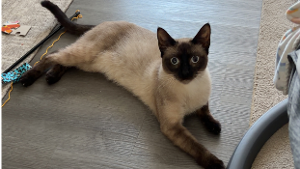 Lost Pet: Pierre