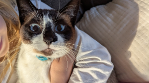 Lost Pet: Kittyhawk