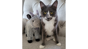 Lost Pet: Luna