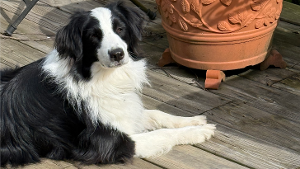 Lost Pet: Lilly
