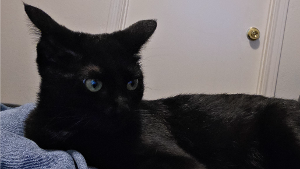 Lost Pet: Jane