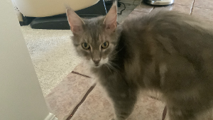 Lost Pet: Guacamole