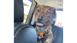 Lost Pet: Willa Crawford