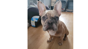 Lost Pet: Fergus