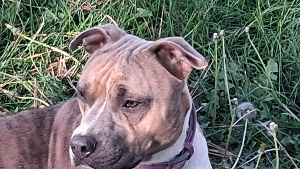Lost Pet: Lucy