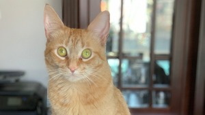 Lost Pet: Lucy (LuLu)