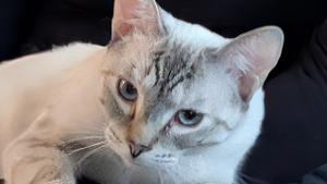 Lost Pet: Lotus