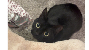 Lost Pet: Wednesday
