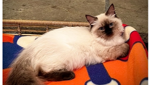 Lost Pet: Duchess