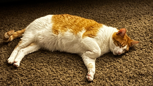 Lost Pet: Milo