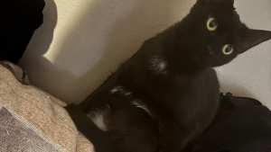 Lost Pet: Hunter