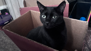 Lost Pet: Pepper