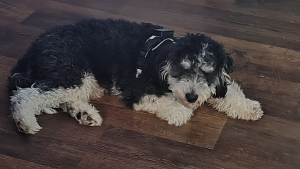 Lost Pet: Champ