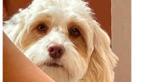 Lost Pet: Honey