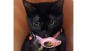 Lost Pet: MIA