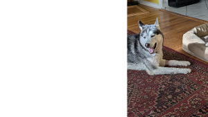 Lost Pet: Omid
