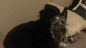 Lost Pet: Chip